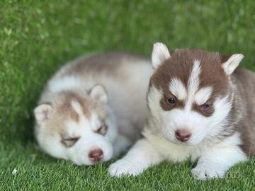 Husky