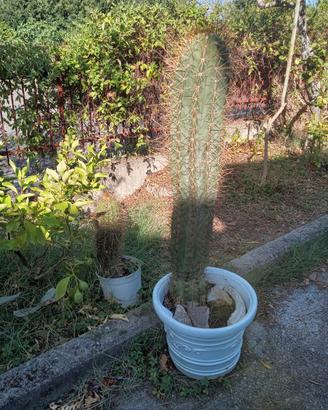 CACTUS