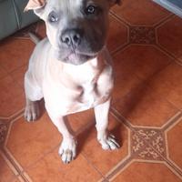 American bully standard