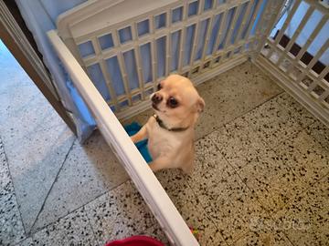 Chiwawa pelo lungo