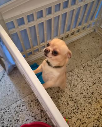 Chiwawa pelo lungo