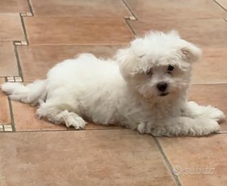 Cuccioli maltese