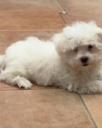 Cuccioli maltese