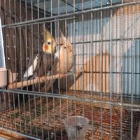 Coppia di calopsite di 1anno