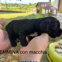 Cocker Spaniel Neri