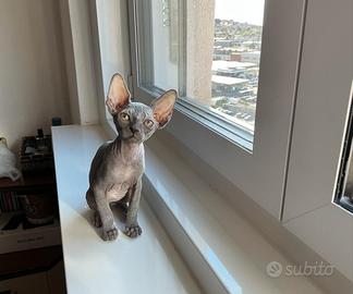 Cuccioli di Canadian Sphynx
