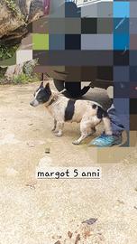 Cagnolina di taglia piccola