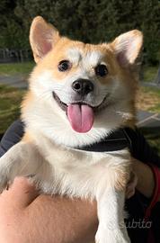 Corgi pembrocke per monta (con pedigree, 2 anni)