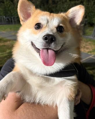 Corgi pembrocke per monta (con pedigree, 2 anni)