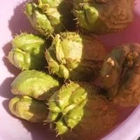 zucca spinosa    chayote Sicyos edulis