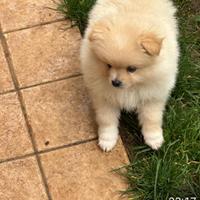 Volpini di Pomerania