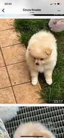 Volpini di Pomerania