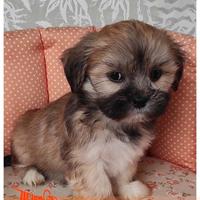 Cuccioli di LHASA APSO