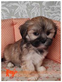Cuccioli di LHASA APSO