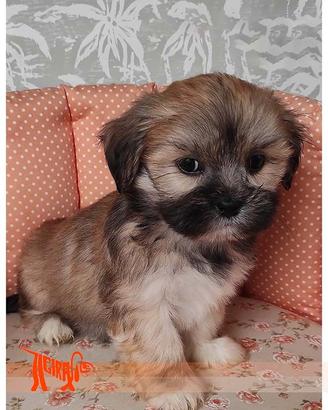 Cuccioli di LHASA APSO