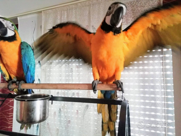 Pappagallo Ara ararauna