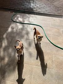 Chihuahua