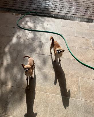 Chihuahua