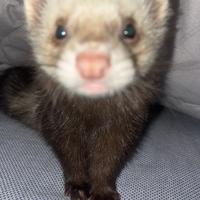 Furetto