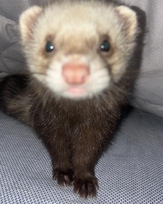 Furetto