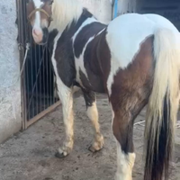 Cavalla paint horse