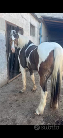Cavalla paint horse