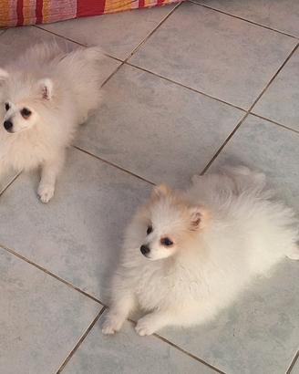 Fratellini di Pomerania