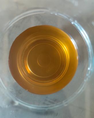 Malvasia 2024
