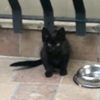 Gattina manto nero 100%
