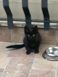 Gattina manto nero 100%