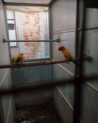 Pappagalli coppia di conuro del sole