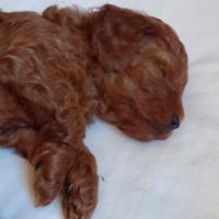 Cucciolo barboncino nano red