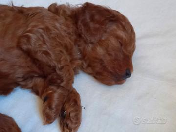 Cucciolo barboncino nano red