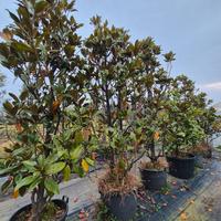 piante di Magnolia