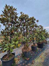 piante di Magnolia