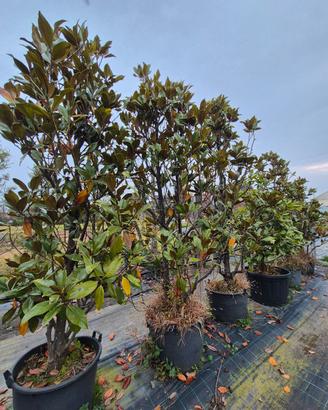 piante di Magnolia