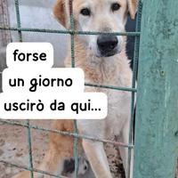VENTO 8 ANNI taglia media