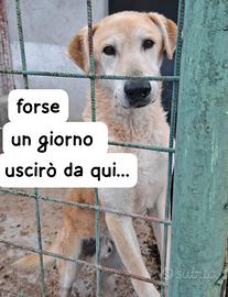 VENTO 8 ANNI taglia media