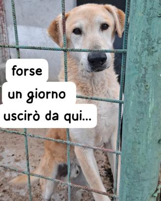 VENTO 8 ANNI taglia media