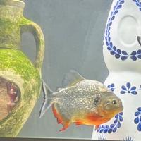 Piranha pesci caribe cariba acquario tropicale