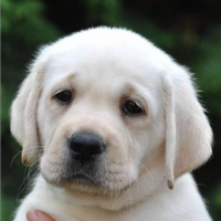 Labrador retriever cuccioli maschi miele 3 mesi