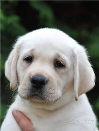 Labrador retriever cuccioli maschi miele 3 mesi
