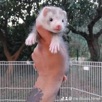 Furetti