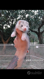 Furetti