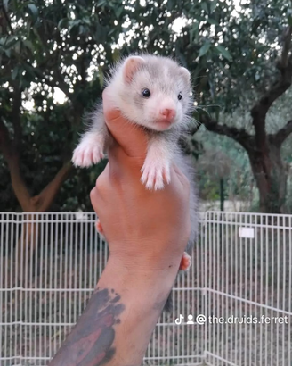 Furetti