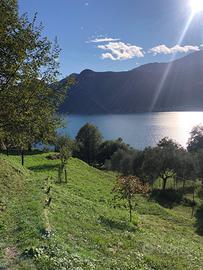 Terreno agricolo e Uliveto