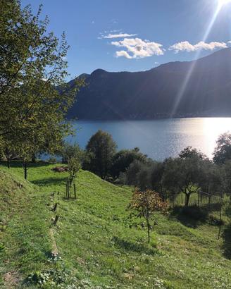 Terreno agricolo e Uliveto