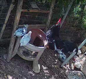 Pulcini di galline nane Batman