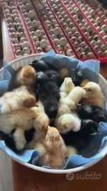 Pulcini gallina razze miste