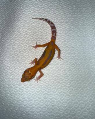 Geco leopardino